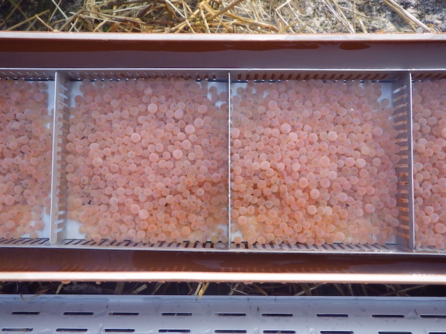 Bild von Brutboxen